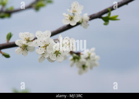 Prunus domestica insititia ‘Flude's Damson’ / Plum blossom in spring Stock Photo