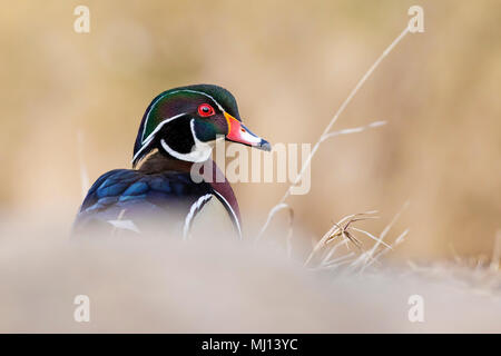 wood duck male in spring Stock Photo