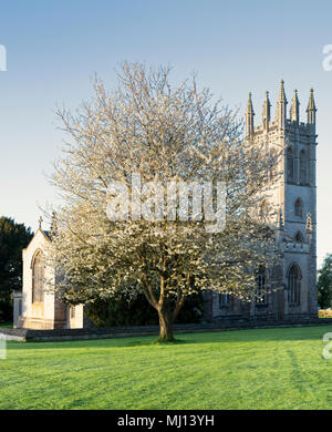 Cherry tree blossom in front of All Saints parish church. Churchill, Oxfordshire, England Stock Photo