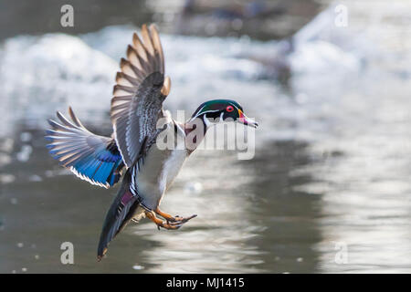 wood duck male in spring Stock Photo