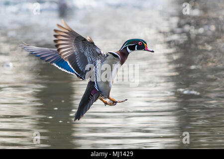 wood duck male in spring Stock Photo