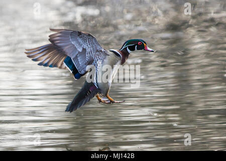 wood duck male in spring Stock Photo