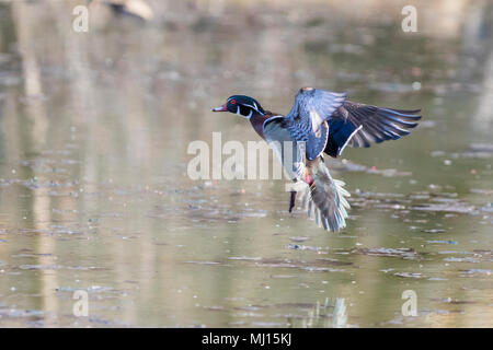 wood duck male in spring Stock Photo