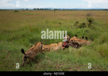 Hyenas attempting to steal a warthog off a pair of lions Stock Photo