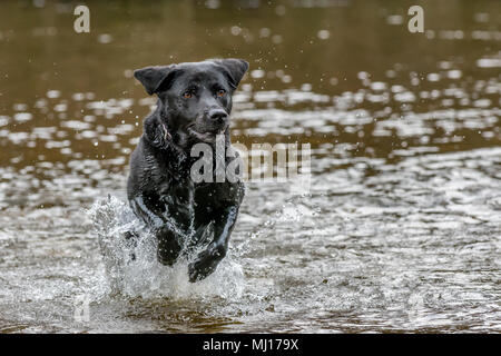 Black labrador dog running through the water towards the camera with front legs lifted in the air Stock Photo