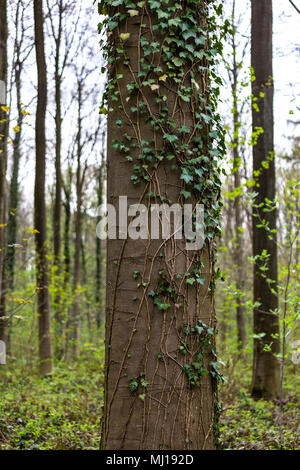 Ivy on tree trunks in springtime Stock Photo