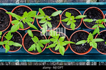 Looking down on tray of young tomato seedlings growing in small brown plastic pots on wooden bench, spring, England UK Stock Photo
