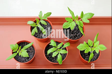 Looking down on young tomato seedlings growing in small brown plastic pots on brown tray, spring, England UK Stock Photo
