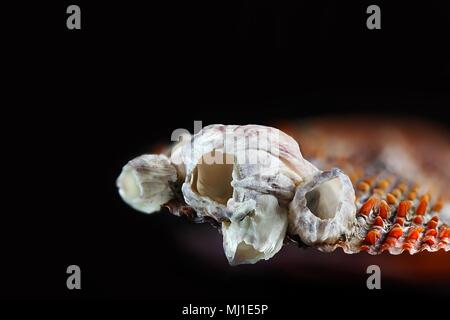 Acorn bay barnacle, Amphibalanus improvisus, an  invasive harmful species