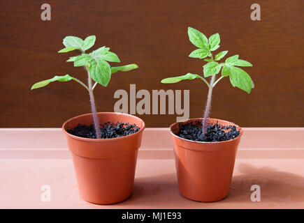 Close up of two young tomato seedlings growing in small brown plastic pots in sunlight on brown tray against brown background, April, England UK. Stock Photo