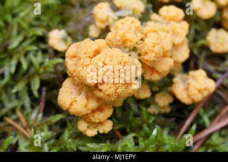 Apricot slime mold, Fuligo muscorum Stock Photo