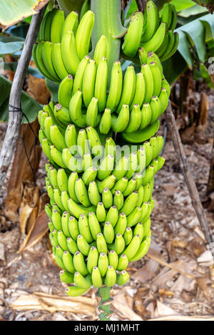 La Palma - Bananenstaude in San Andres Stock Photo