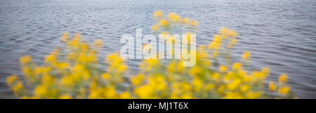 Calm waters and blurred yellow flowers springtime header Stock Photo