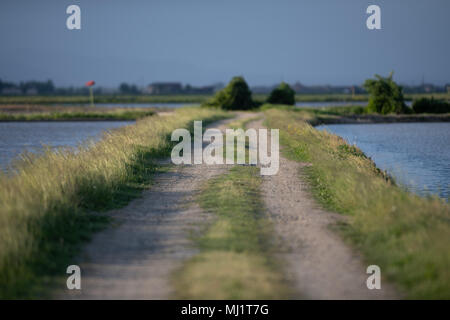 Empty country road surrounded by wetlands  on a windy sunny day. Stock Photo