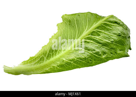 Romaine Lettuce leaf isolated on white background Horizontal Stock Photo