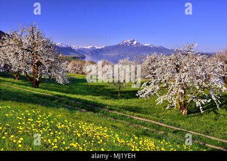 Cherry trees (Prunus) in bloom at Küssnacht am Rigi, view of Lake Lucerne and Mount Pilatus, Canton Schwyz, Switzerland Stock Photo