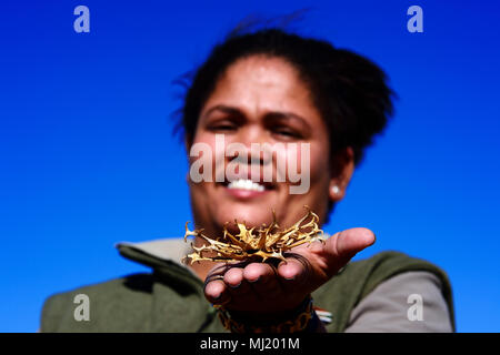 Ranger of the !Xaus Lodge shows a devil's claw (Harpagophytum procumbens), Kalahari or Kgalagadi Transfrontier Park, North Cape Stock Photo