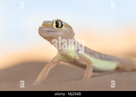 Namib sand gecko (Pachydactylus rangei) in Sand Dune, Namib-Naukluft Park, Namibia Stock Photo