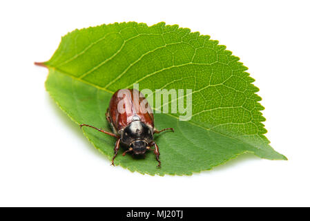 Cockchafer on cherry leaf, isolated on a white background with shadows. Also called May bug or doodlebug Stock Photo