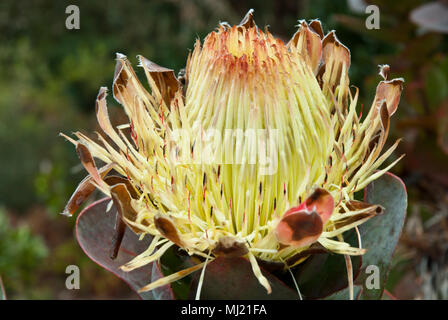 Large yellow flower of Protea Eximia with bracts opening. Stock Photo