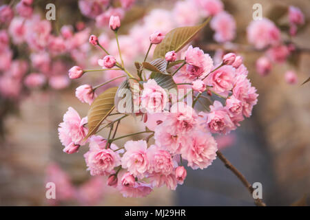Kwanzan Flowering Cherry Blossoms (Prunus Kanzan) at downtown Brussels Belgium Stock Photo