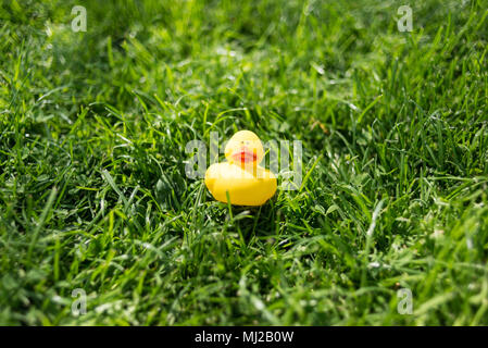 A cute yellow rubber duck floating toy lying on green grass of a garden Stock Photo