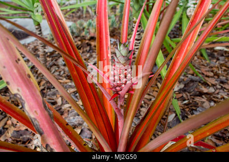 Red pineapple (Ananas bracteatus) - Broward College South Campus, Pembroke Pines, Florida, USA Stock Photo