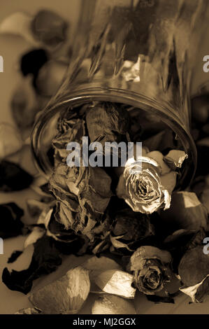 Multicolored roses wilting in glass vase with warm sunset light in black and white. Stock Photo