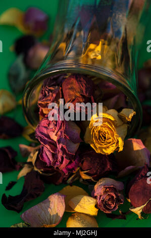 Multicolored roses wilting in glass vase with warm sunset light Stock Photo