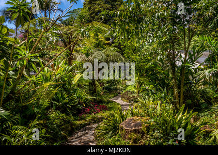 Lush tropical garden at the Dracula Orchid Farm in Panama Stock Photo