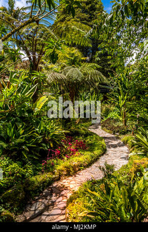 Lush tropical garden at the Dracula Orchid Farm in Panama Stock Photo