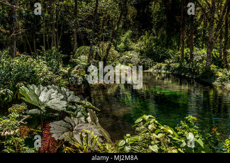 Lush tropical garden at the Dracula Orchid Farm in Panama Stock Photo