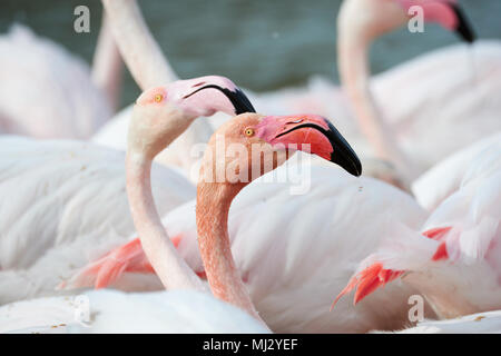 Portrait of a beautiful pink flamingos photographed in Camargue Stock Photo