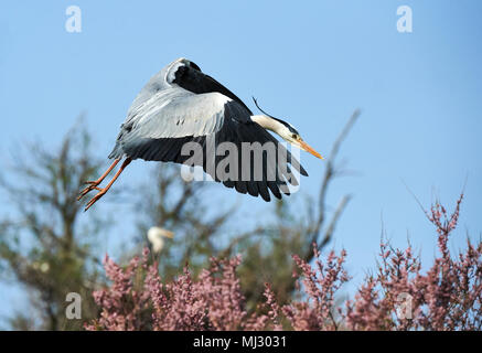 Heron flies with a blue background with blurred trees and purple flowers Stock Photo