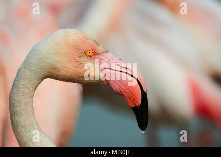 Portrait of a beautiful pink flamingos photographed in Camargue Stock Photo