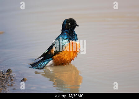 Beautiful and colorful superb Starling takes a bath in a small puddle of water Stock Photo