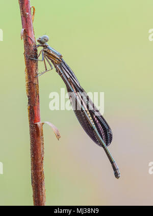 A female Variable Dancer (Argia fumipennis) damselfly perches on its overnight roost early in the morning. Stock Photo
