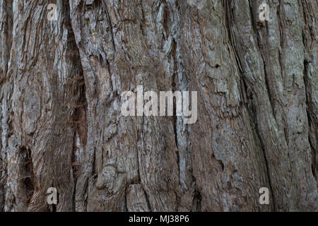 background from bark coniferous the tree is large in the summer Stock Photo