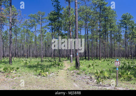 A hiking trail runs through a pine flatwoods habitat in Apalachicola National Forest, Florida. Stock Photo
