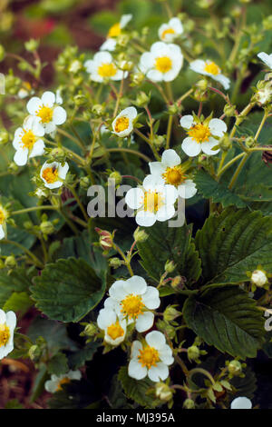 strawberry plants in bloom Stock Photo - Alamy