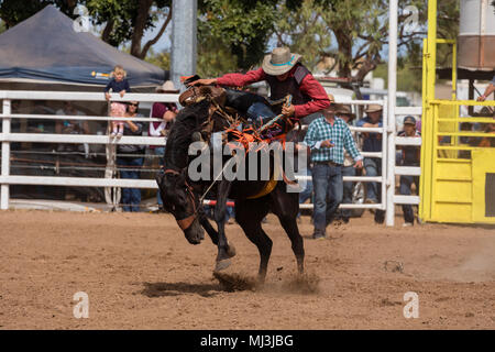 Normanton Queensland, Australia. Novice buck-jumping at the rodeo in Normanton on the Gulf of Carpenteria in outback far North Queensland. Stock Photo