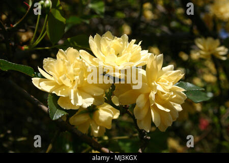 Banksia Rose (Rosa banksiae) Australia Stock Photo