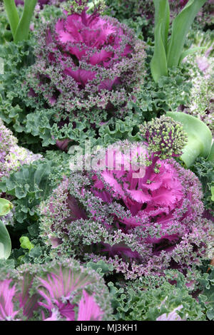 Ornamental kale plant (Brassica oleracea) Stock Photo