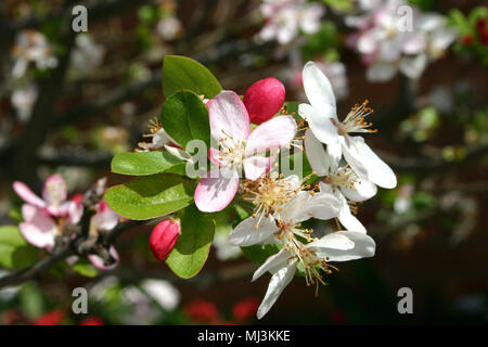 BLOSSOM OF MALUS FLORIBUNDA, (CRAB APPLE TREE). Stock Photo