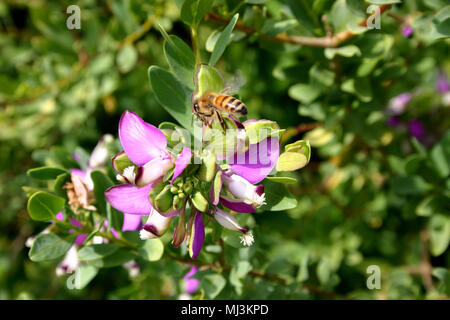 POLYGALA MYRTIFOLIA (SWEET PEA SHRUB)  WITH A BEE ON TOP LEAF. Stock Photo