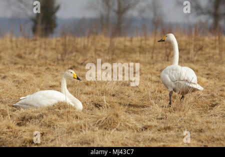 Two whooper swans resting at the lake Tysslingen in Sweden. Stock Photo