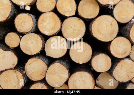 Stacked cut forest tree logs (close up) Stock Photo