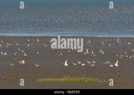 Qingdao, Qingdao, China. 4th May, 2018. Qingdao, CHINA-Thousands of dunlins fly at the wetland in Qingdao, east China's Shandong Province. The dunlin (Calidris alpina) is a small wader, sometimes separated with the other 'stints' in Erolia. Credit: SIPA Asia/ZUMA Wire/Alamy Live News Stock Photo