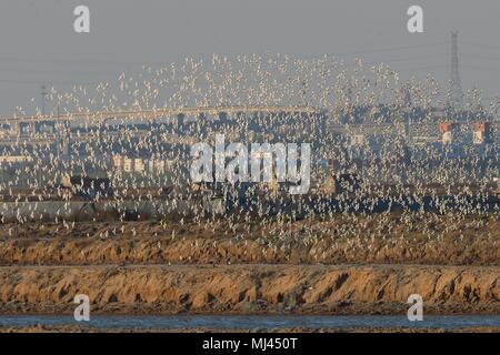 Qingdao, Qingdao, China. 4th May, 2018. Qingdao, CHINA-Thousands of dunlins fly at the wetland in Qingdao, east China's Shandong Province. The dunlin (Calidris alpina) is a small wader, sometimes separated with the other 'stints' in Erolia. Credit: SIPA Asia/ZUMA Wire/Alamy Live News Stock Photo