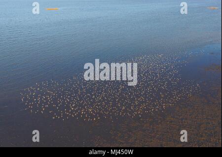 Qingdao, Qingdao, China. 4th May, 2018. Qingdao, CHINA-Thousands of dunlins fly at the wetland in Qingdao, east China's Shandong Province. The dunlin (Calidris alpina) is a small wader, sometimes separated with the other 'stints' in Erolia. Credit: SIPA Asia/ZUMA Wire/Alamy Live News Stock Photo